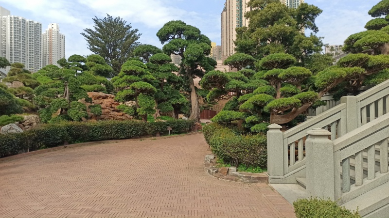 Drzewa bonsai w Hong Kongu
