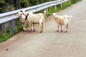 Kozy w prowincji Hunan